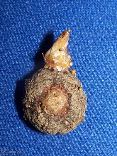 Amorphophallus bulbifer © Marek Argent