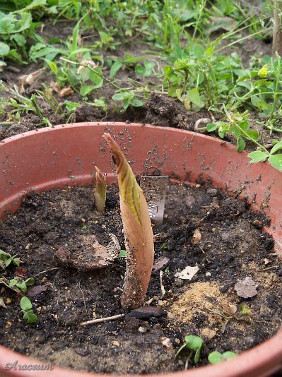 Amorphophallus bulbifer © Marek Argent