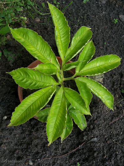 Amorphophallus bulbifer © Marek Argent