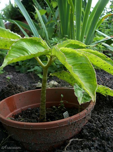 Amorphophallus bulbifer © Marek Argent