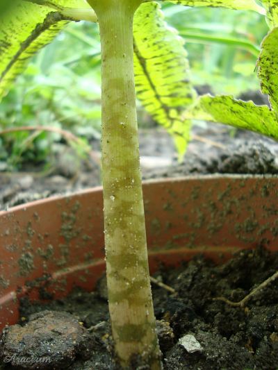 Amorphophallus bulbifer © Marek Argent
