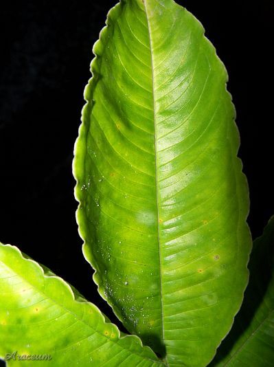 Amorphophallus bulbifer © Marek Argent