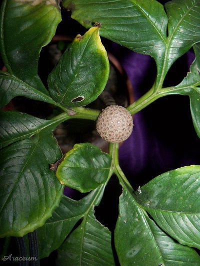 Amorphophallus bulbifer © Marek Argent