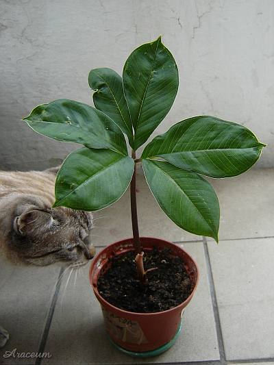 Amorphophallus haematospadix © Marek Argent
