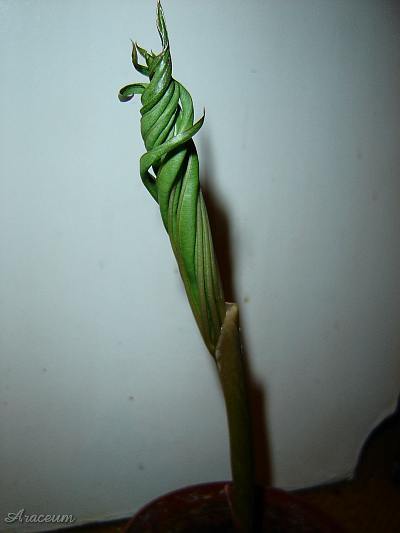 Amorphophallus haematospadix © Marek Argent