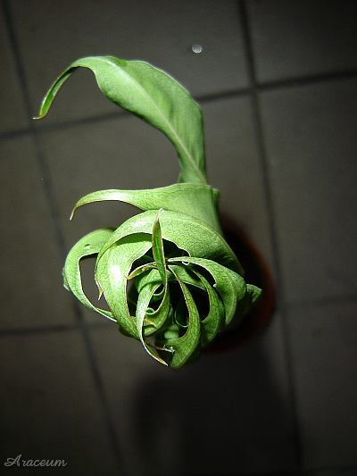 Amorphophallus haematospadix © Marek Argent