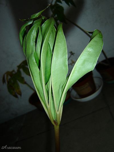 Amorphophallus haematospadix © Marek Argent