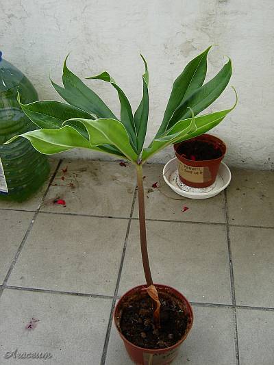 Amorphophallus haematospadix © Marek Argent