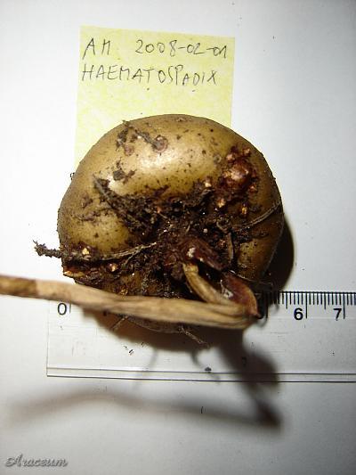 Amorphophallus haematospadix © Marek Argent
