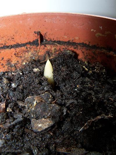 Amorphophallus haematospadix © Marek Argent