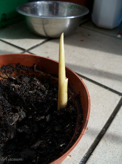 Amorphophallus haematospadix © Marek Argent