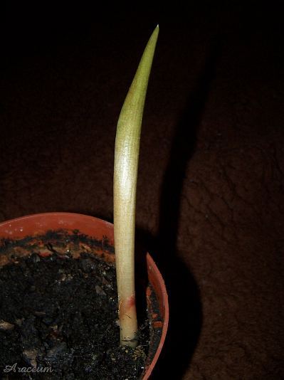 Amorphophallus haematospadix © Marek Argent