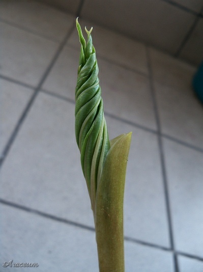Amorphophallus haematospadix © Marek Argent