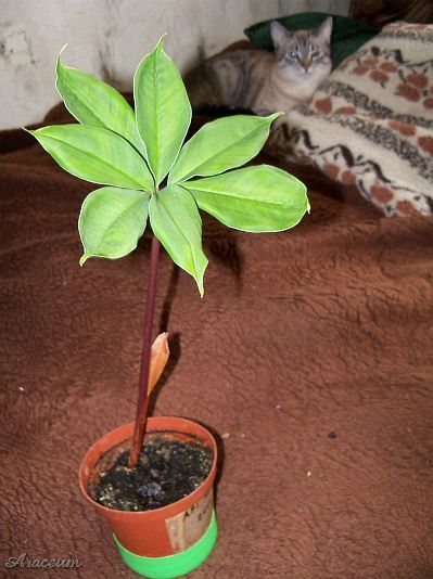 Amorphophallus haematospadix © Marek Argent