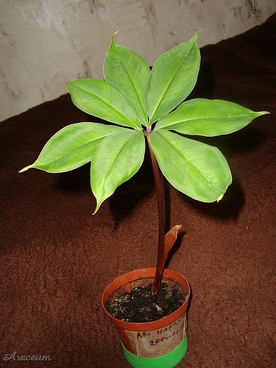 Amorphophallus haematospadix © Marek Argent