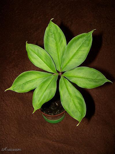 Amorphophallus haematospadix © Marek Argent