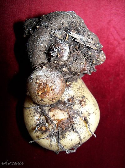 Amorphophallus haematospadix © Marek Argent