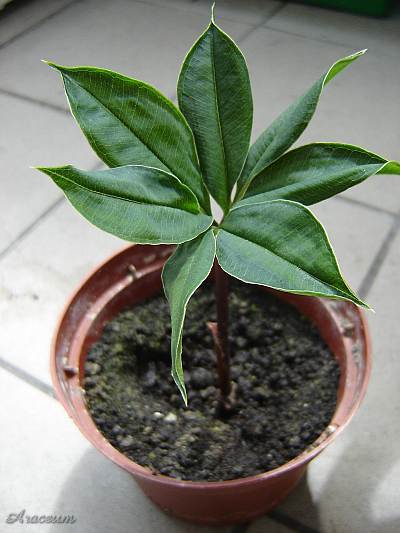 Amorphophallus haematospadix © Marek Argent