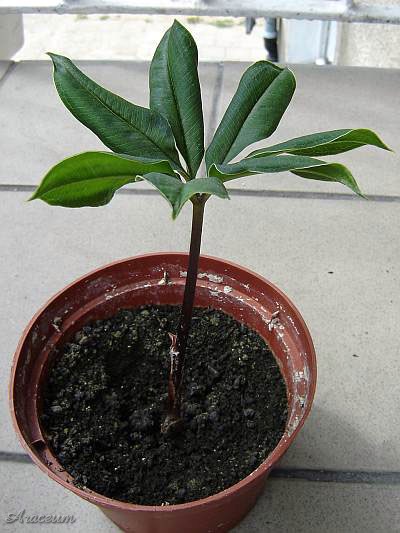 Amorphophallus haematospadix © Marek Argent