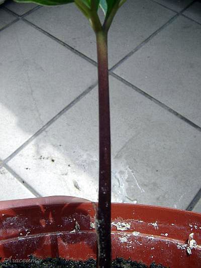 Amorphophallus haematospadix © Marek Argent