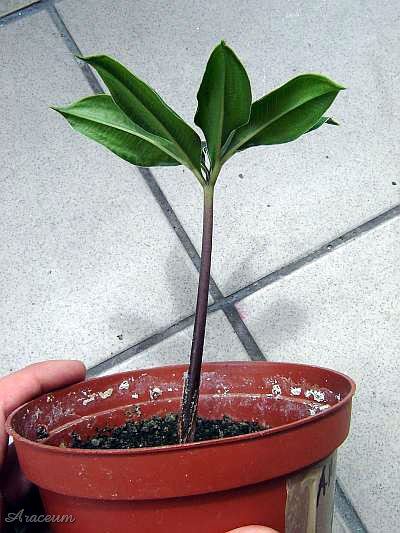 Amorphophallus haematospadix © Marek Argent