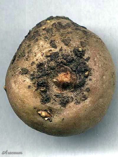 Amorphophallus haematospadix © Marek Argent 2004-10-09