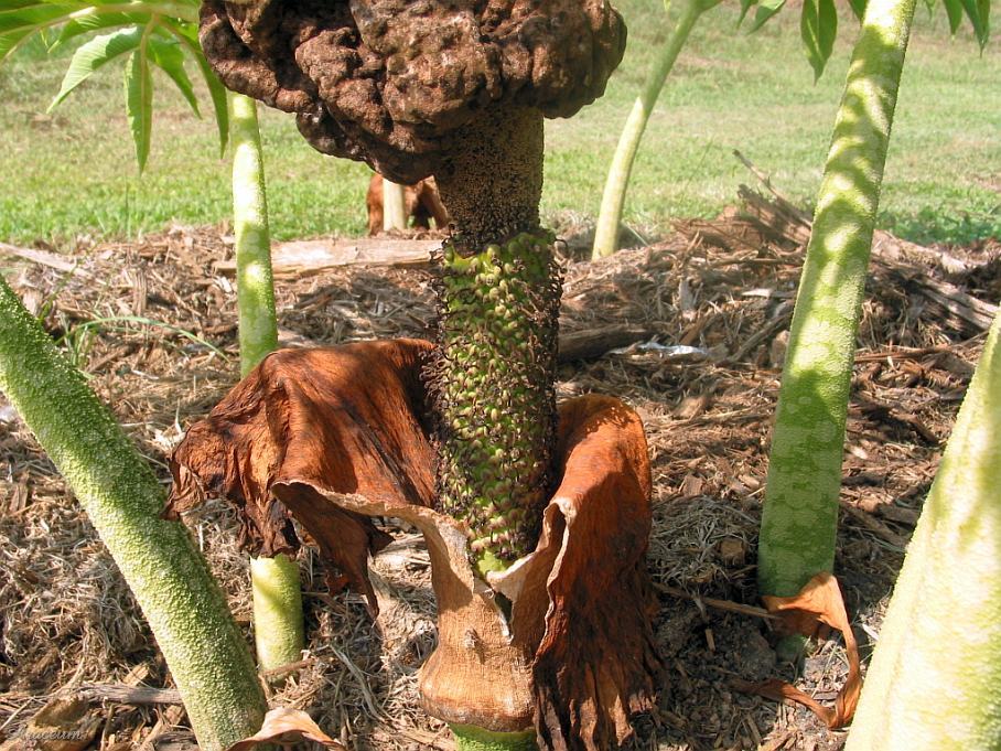 Amorphophallus paeoniifolius © Michael Pascall