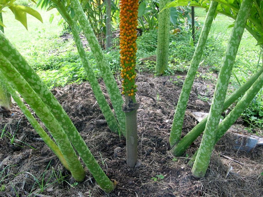 Amorphophallus paeoniifolius © Michael Pascall