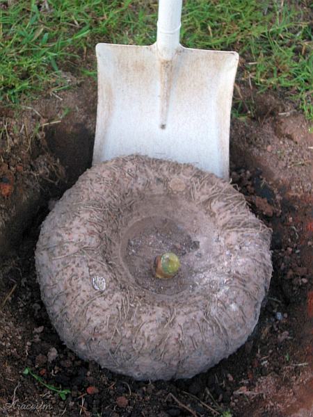 Amorphophallus paeoniifolius © Michael Pascall