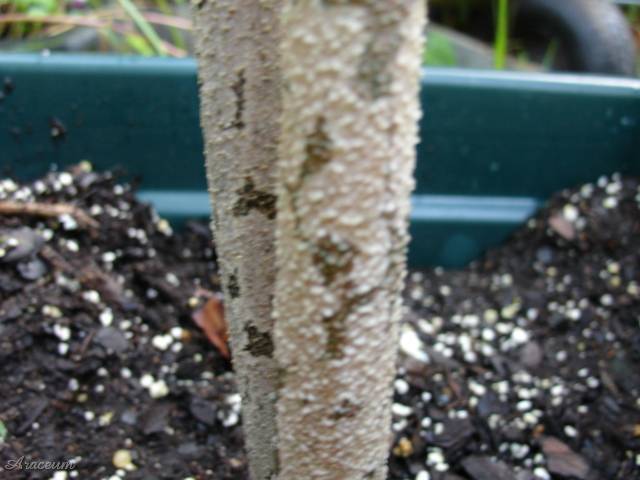 Amorphophallus paeoniifolius © Billy Bates