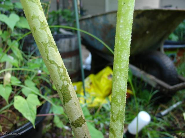 Amorphophallus paeoniifolius © Billy Bates