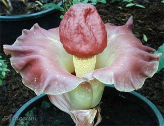 Amorphophallus paeoniifolius © Caw Ming
