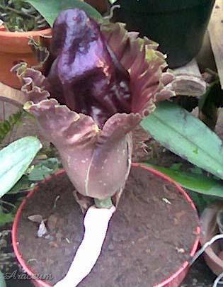 Amorphophallus paeoniifolius © Caw Ming