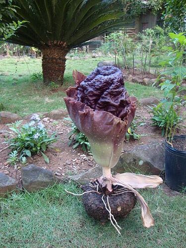 Amorphophallus paeoniifolius © Aris Nabasca