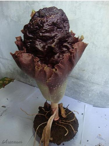 Amorphophallus paeoniifolius © Aris Nabasca