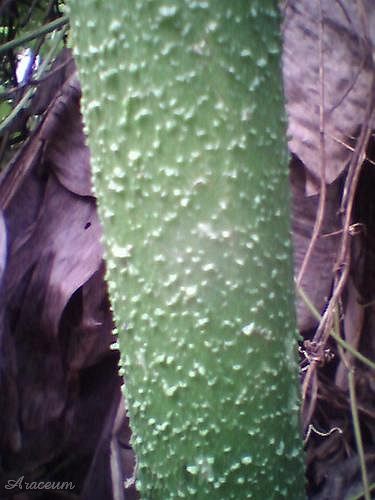 Amorphophallus paeoniifolius © Aris Nabasca