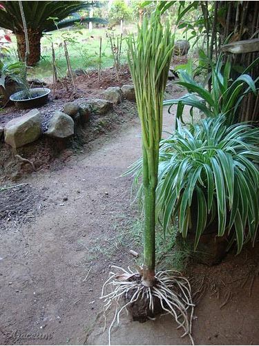 Amorphophallus paeoniifolius © Aris Nabasca
