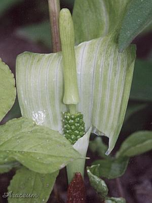 2004-05 07 Arisaema amurense