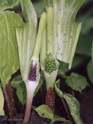 2004-05-10 Arisaema amurense