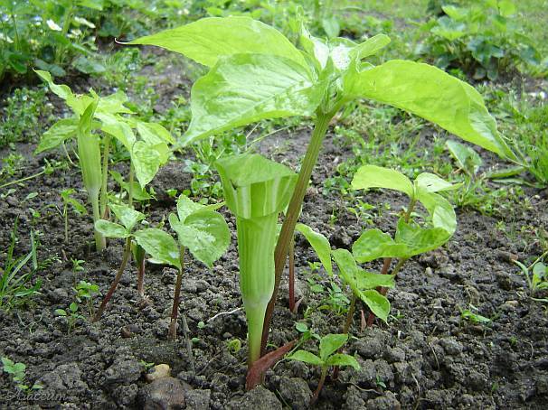 Arisaema amurense 2005-05-15