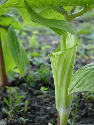 Arisaema amurense 2005-05-15