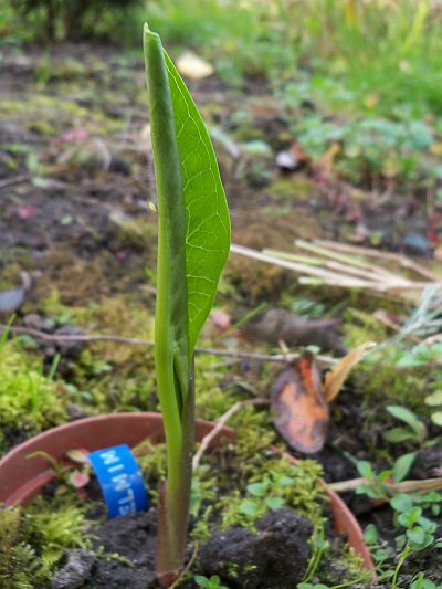Arum hygrophilum © Marek Argent