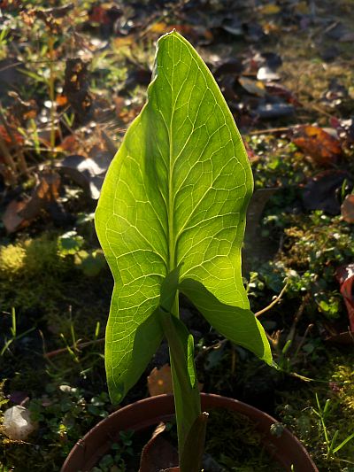Arum hygrophilum © Marek Argent