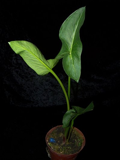 Arum hygrophilum © Marek Argent
