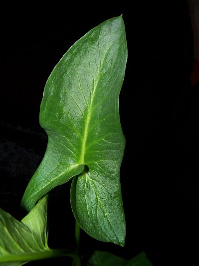 Arum hygrophilum © Marek Argent