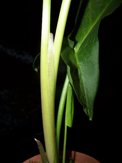 Arum hygrophilum © Marek Argent
