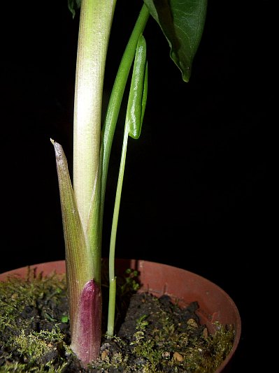 Arum hygrophilum © Marek Argent