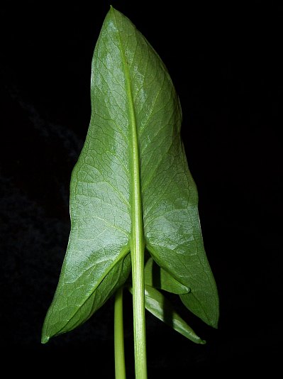 Arum hygrophilum © Marek Argent