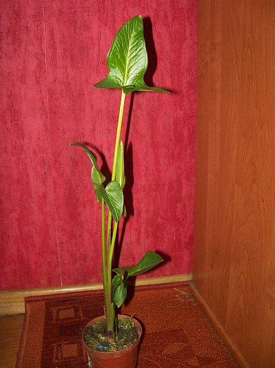 Arum hygrophilum © Marek Argent