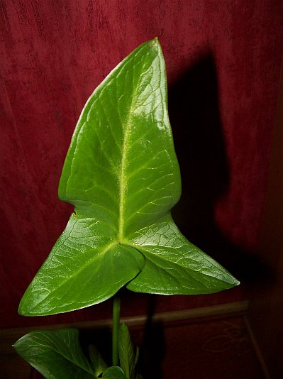 Arum hygrophilum © Marek Argent